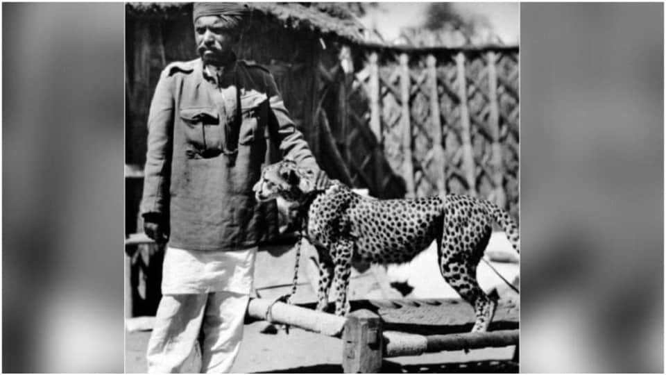 Cheetah History cheetahs Came To Jaipur From England In 1921 Raja Madho Singh