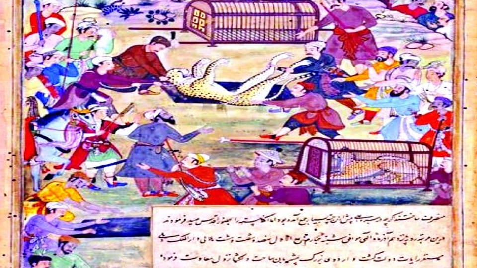 Cheetah history more than one thousand cheetahs reared in Akbar hunting ground in fatehpur sikri