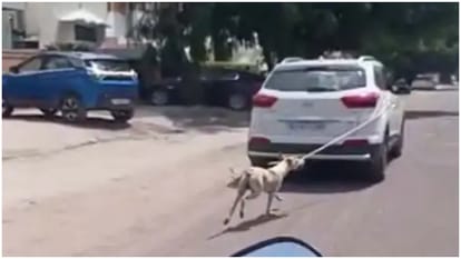 मुरादाबाद में बेजुबान से बेरहमी: ईंट से पीट-पीटकर कुत्ते को मार डाला, घटना सीसीटीवी में कैद, युवक के खिलाफ केस Dog killed beating with brick Moradabad, incident captured CCTV, case against youth