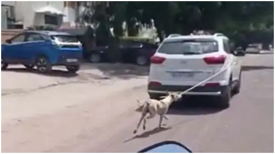 Dog killed beating with brick Moradabad, incident captured CCTV, case against youth