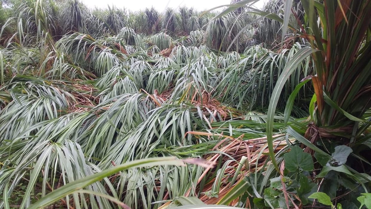 water logging,Farmer,gonda,agricultural,heavy rain