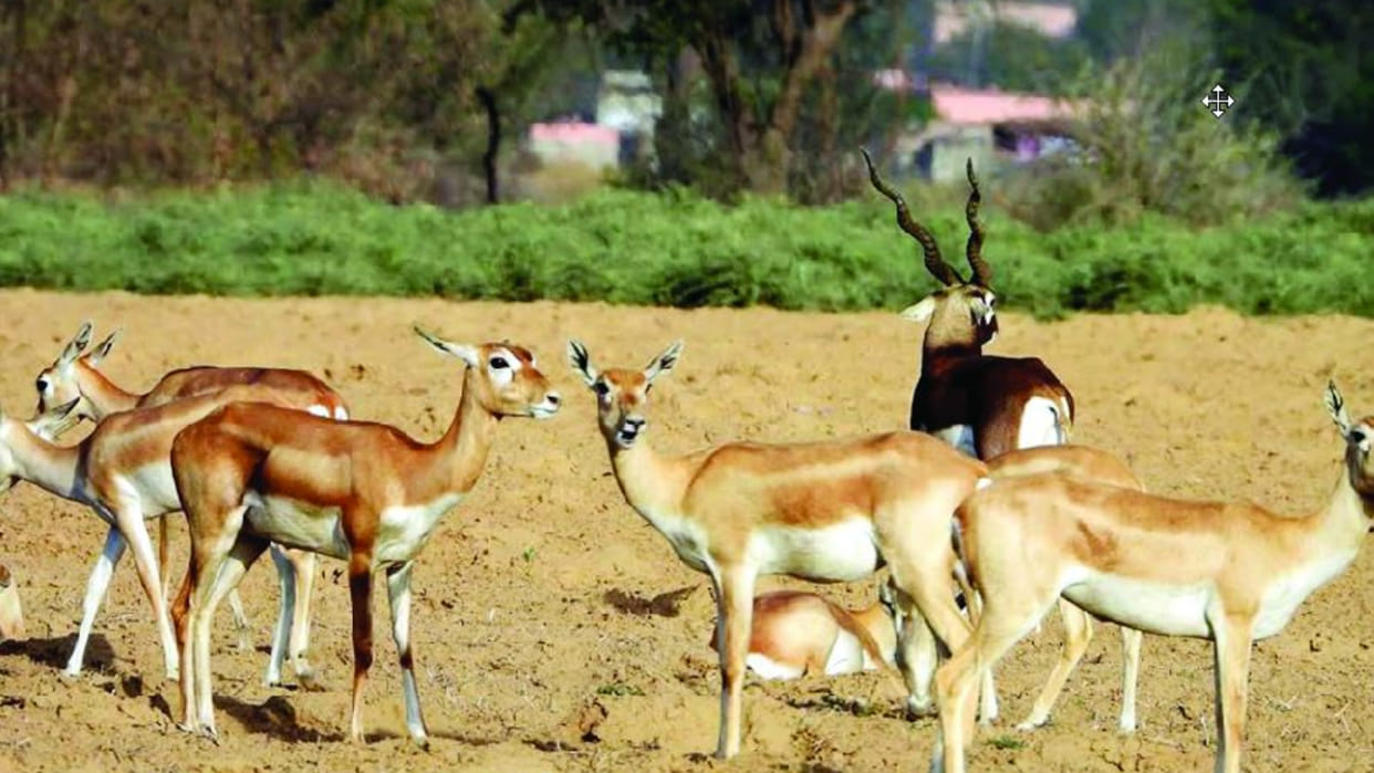 Center cancels recognition of Delhi's Deer Park