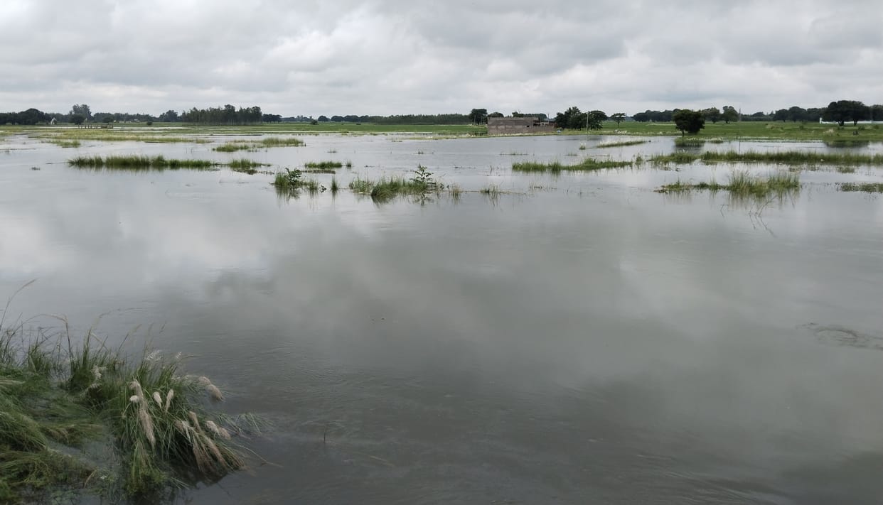 paddy crop dipped in flood