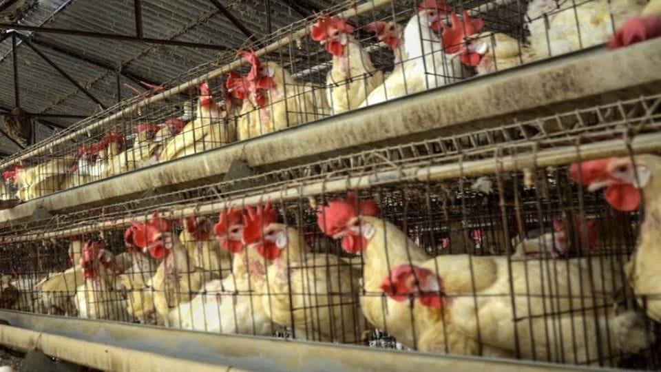 Women earning money from poultry farming in agra