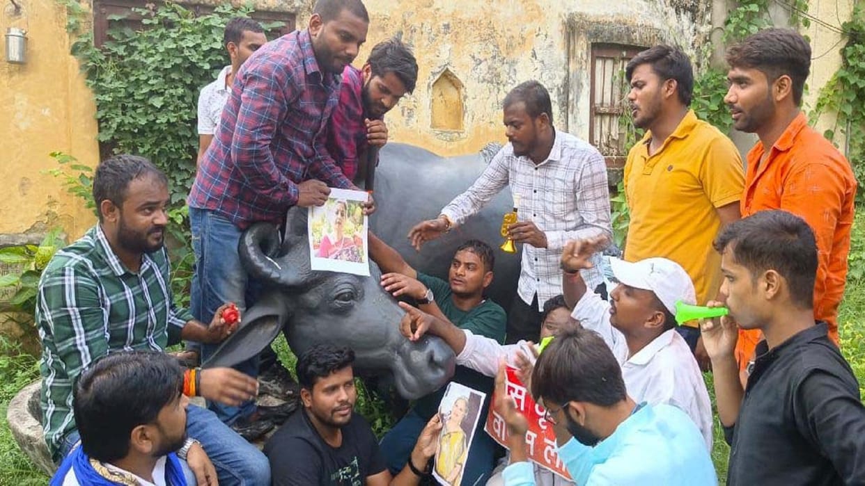 Students played bean in front of buffalo in protest against fee hike