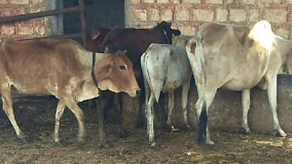 Bhopal News: Alert of lumpy virus, symptoms seen in four thousand cattle of the state, samples sent for invest