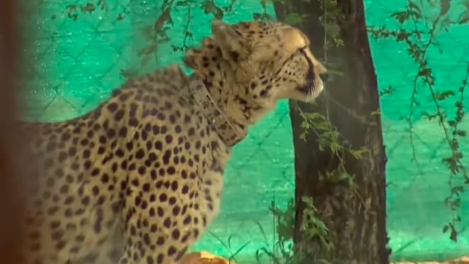 Kuno National Park: 'Hope' of the country, Modi named a four-year-old female cheetah