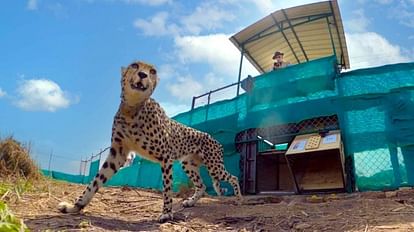 Kuno National Park News: The talk of shifting of cheetahs from Kuno is just a rumour, DFO said this