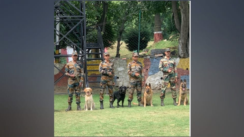 Army sniffer dogs equipped with cameras capable of finding explosives counter terrorism operations
