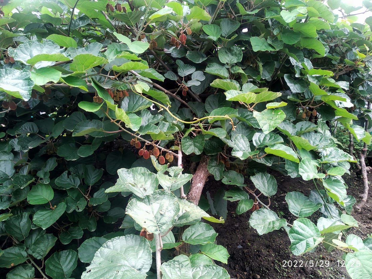 Kiwi Farming in Liti and Shama