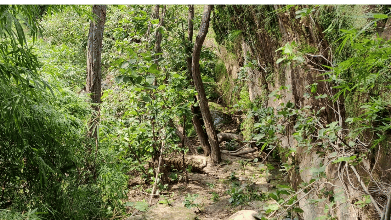 Tigress's body found in Bandhavgarh Tiger Reserve, forest staff trying to find out the cause of death