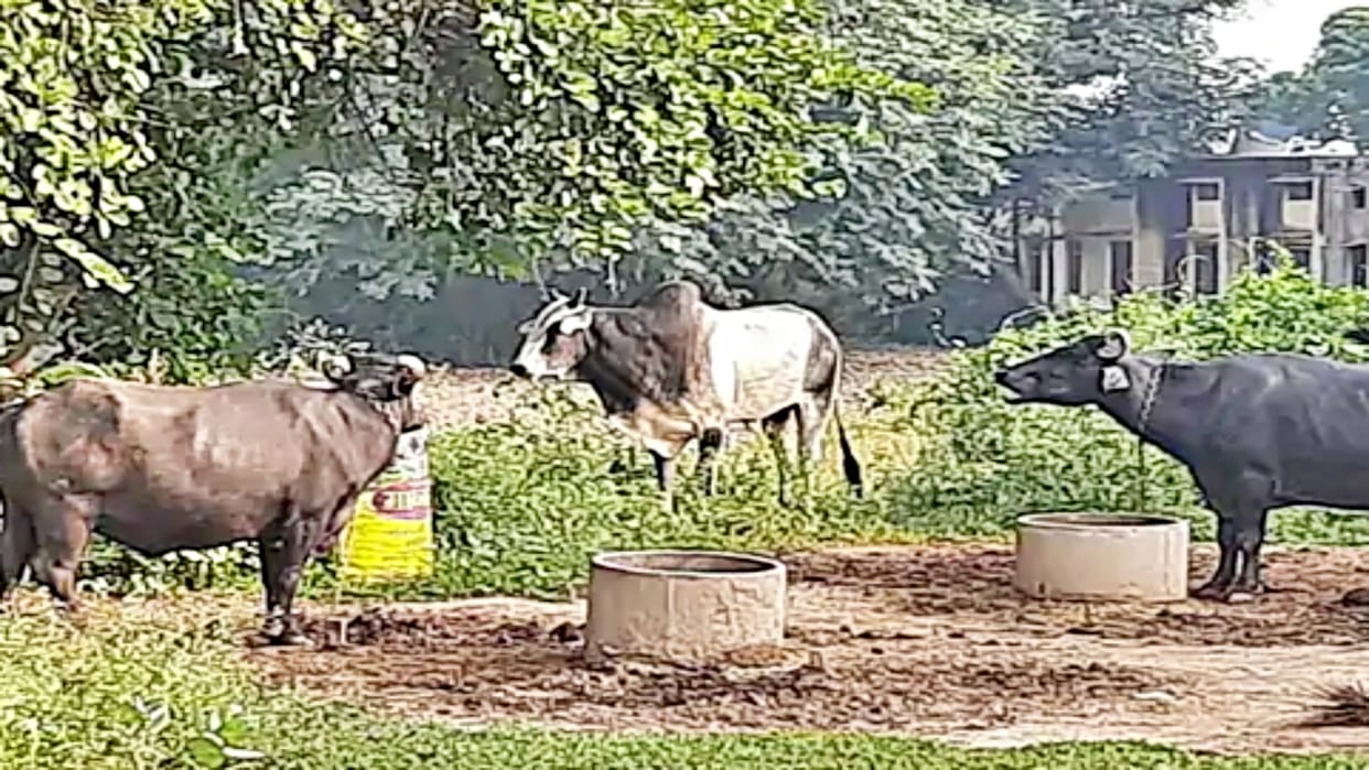 Noida bull hits man died during treatment