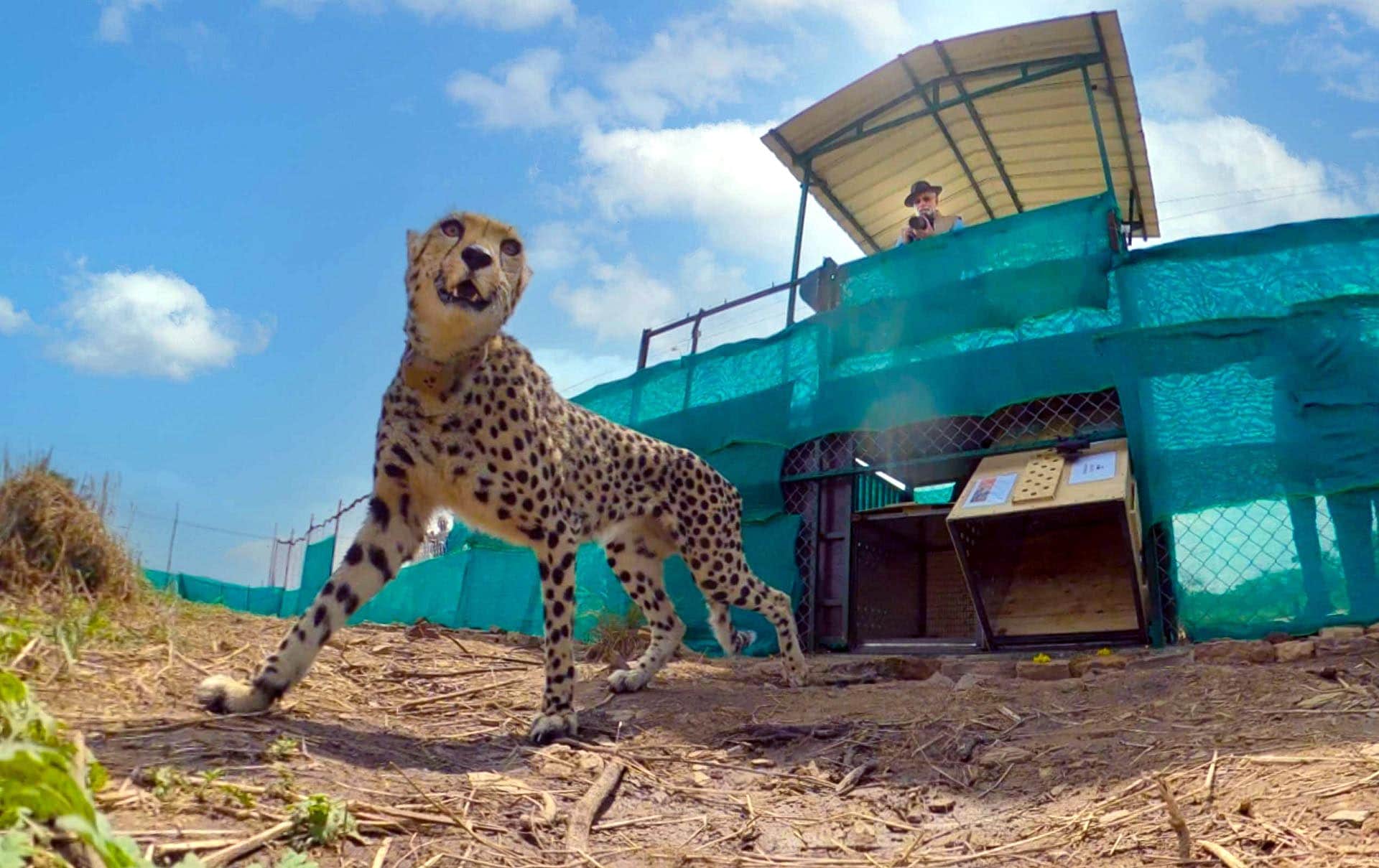 Kuno National Park: Namibia's Third Male Cheetah Oban Released into the Larger Enclosure