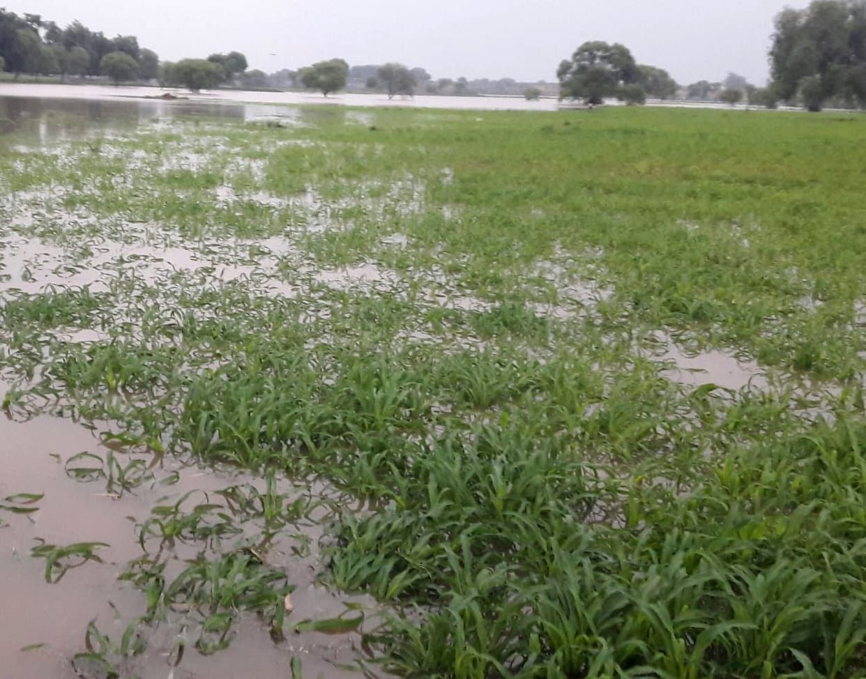 Chitrakoot: Flood damaged the crops of 5880 farmers