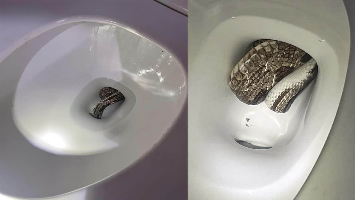Giant Grey Rat Snake Found In Toilet Seat Eufaula Alabama Police Department Shares Viral Images