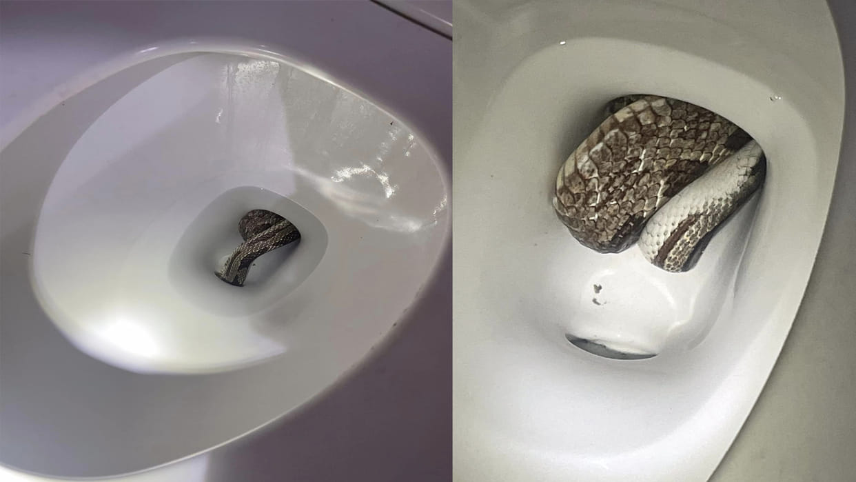 Giant Grey Rat Snake Found In Toilet Seat Eufaula Alabama Police Department Shares Viral Images