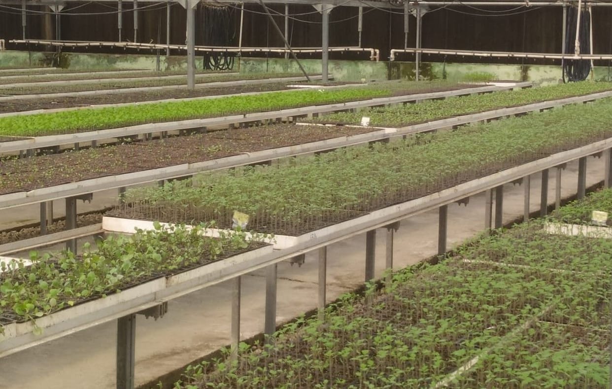 Vegetable plants being prepared in Hi-Tech Nursery