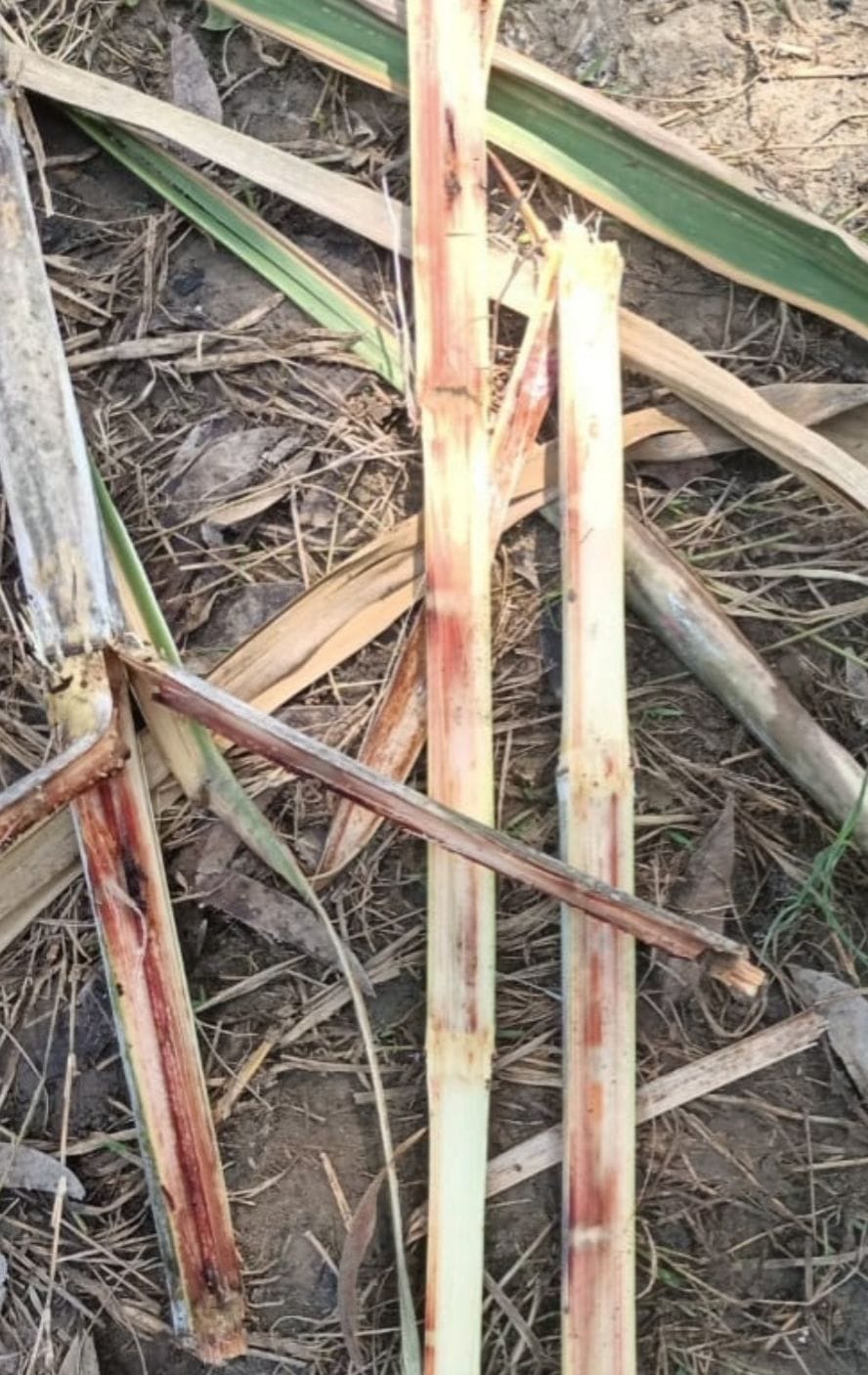 Red Sugarcane in Kashipur