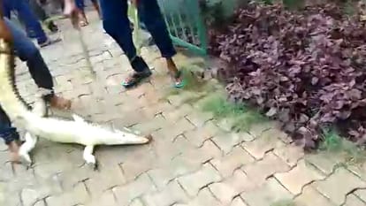 Crocodile entered Sindhaura Primary School in Atrauli Aligarh