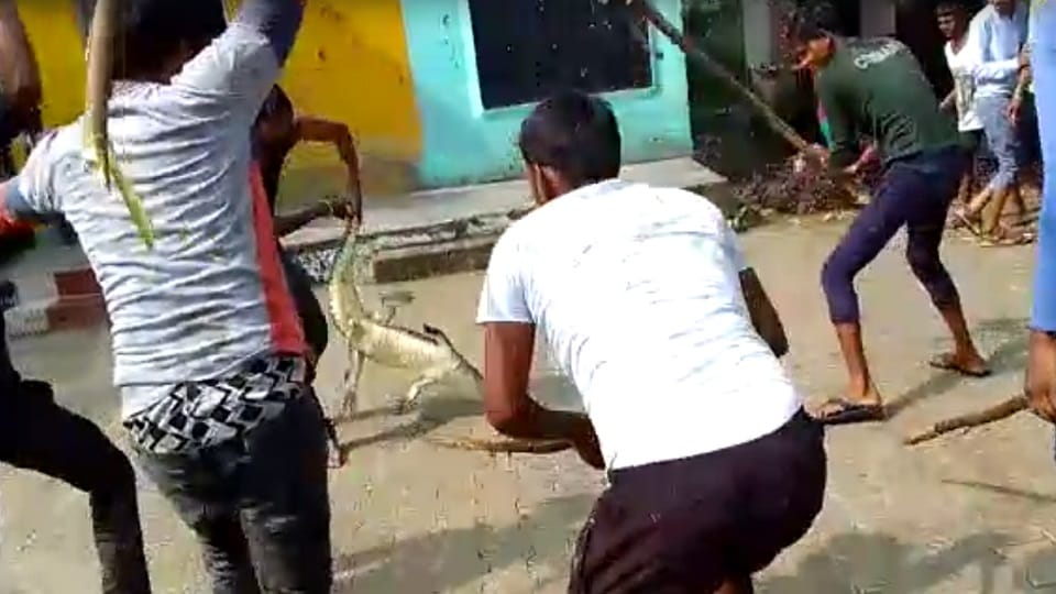 Crocodile entered Sindhaura Primary School in Atrauli Aligarh