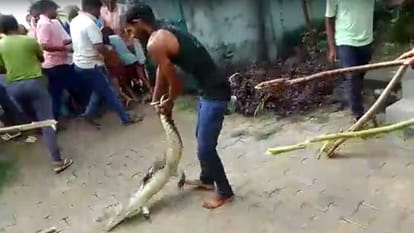 Crocodile entered Sindhaura Primary School in Atrauli Aligarh