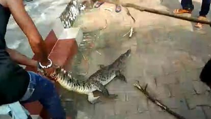 Crocodile entered Sindhaura Primary School in Atrauli Aligarh