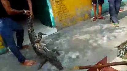 Crocodile entered Sindhaura Primary School in Atrauli Aligarh