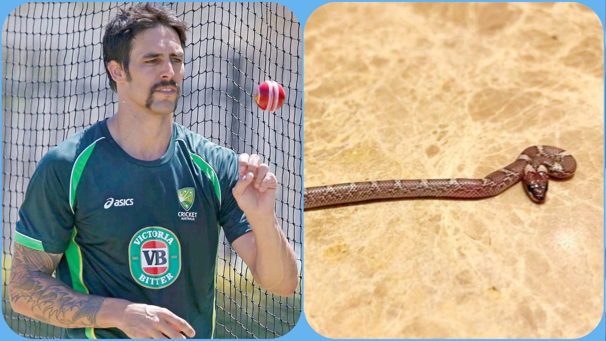 Lucknow News : Snake found in former Australian cricketer's room, Johnson posted viral picture
