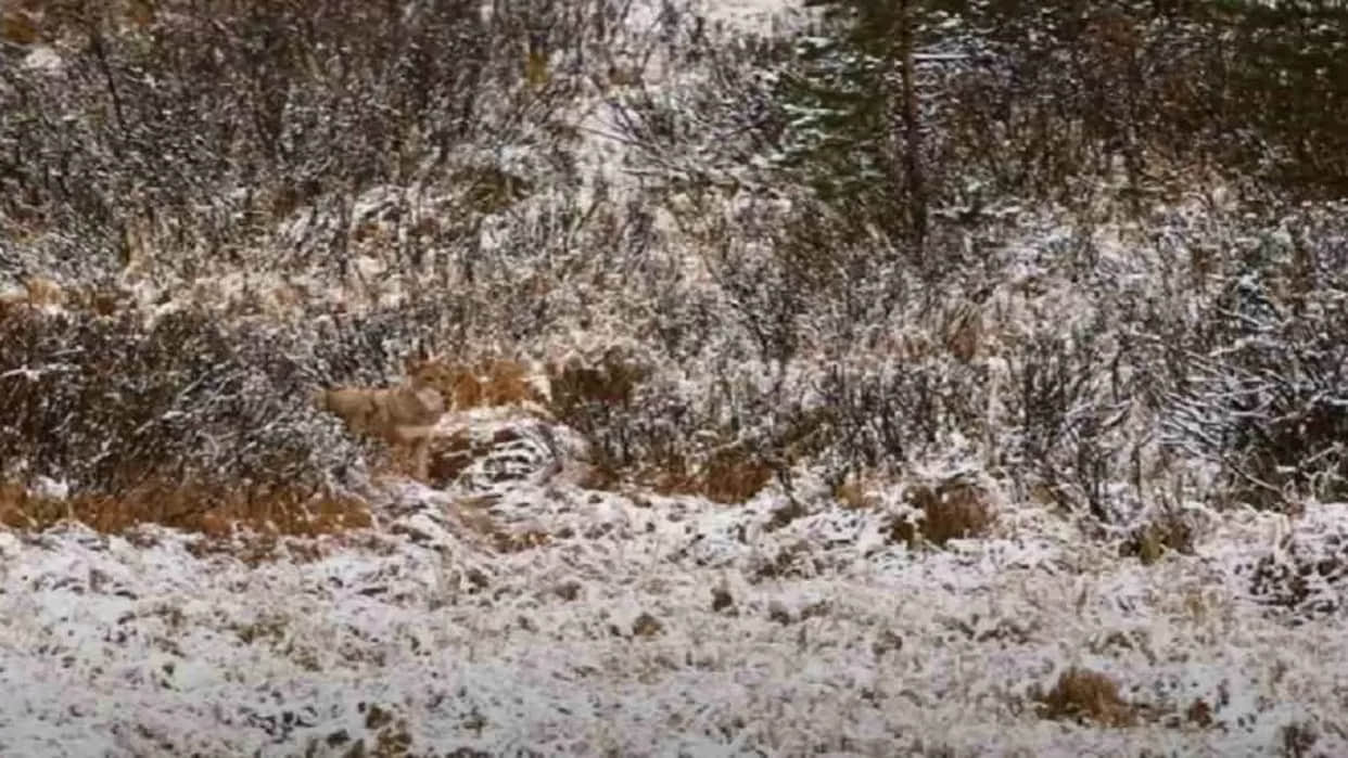 optical illusion viral images quiz find out hidden wolf from photo check your brain iq