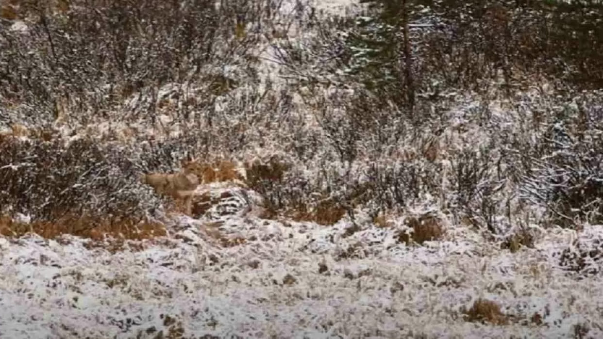optical illusion viral images quiz find out hidden wolf from photo check your brain iq