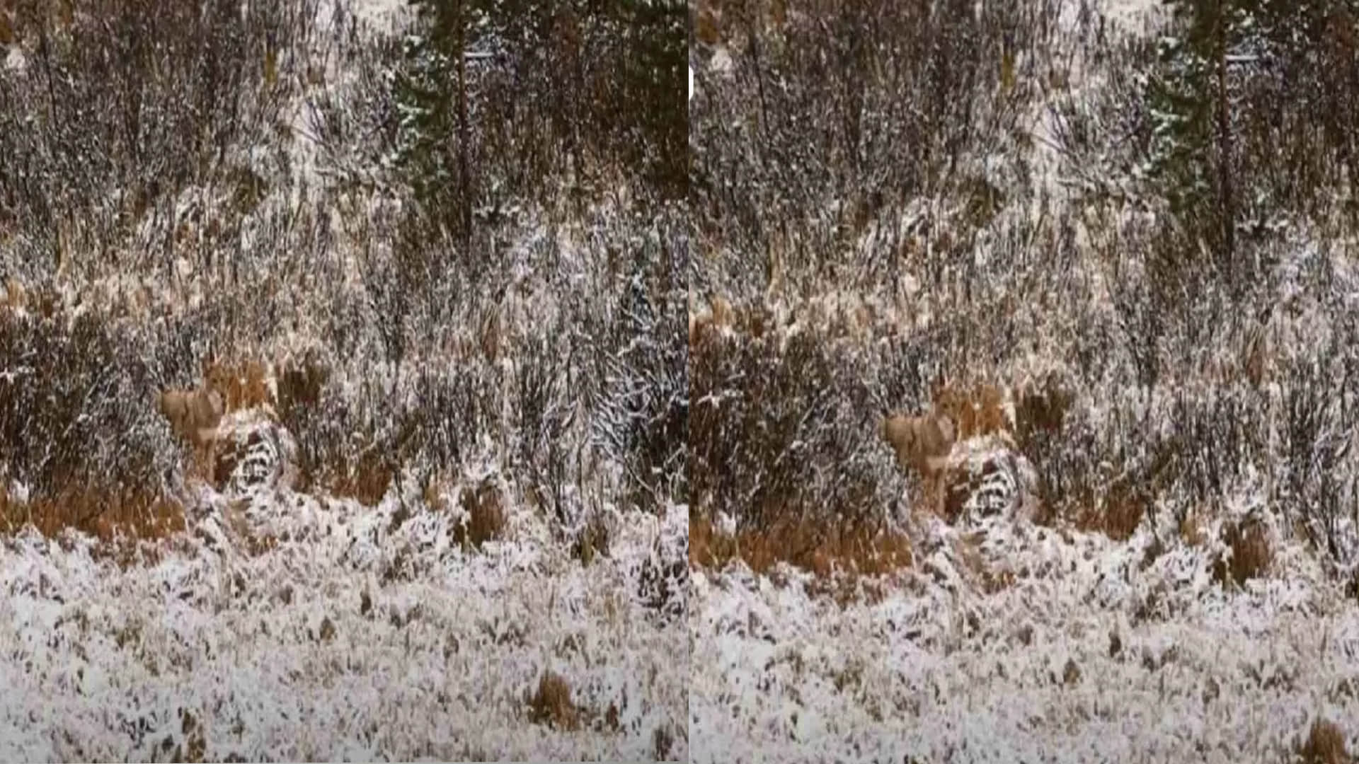 optical illusion viral images quiz find out hidden wolf from photo check your brain iq