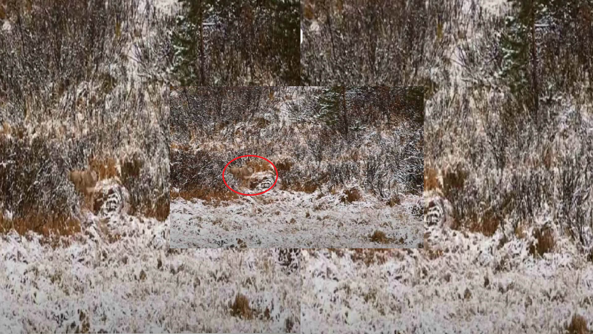 optical illusion viral images quiz find out hidden wolf from photo check your brain iq