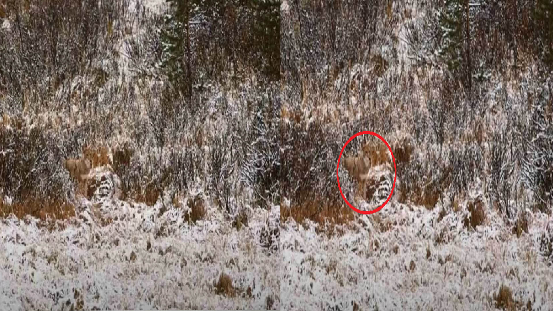 optical illusion viral images quiz find out hidden wolf from photo check your brain iq