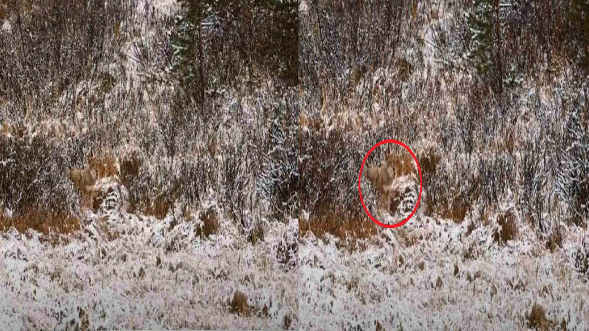 optical illusion viral images quiz find out hidden wolf from photo check your brain iq