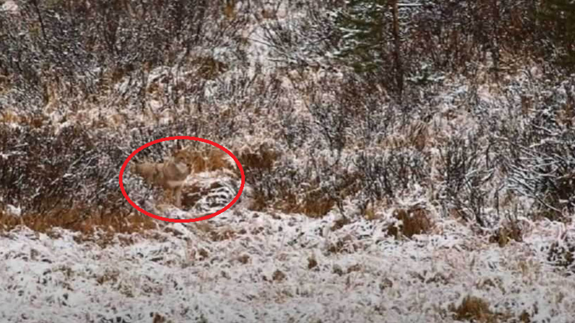 optical illusion viral images quiz find out hidden wolf from photo check your brain iq