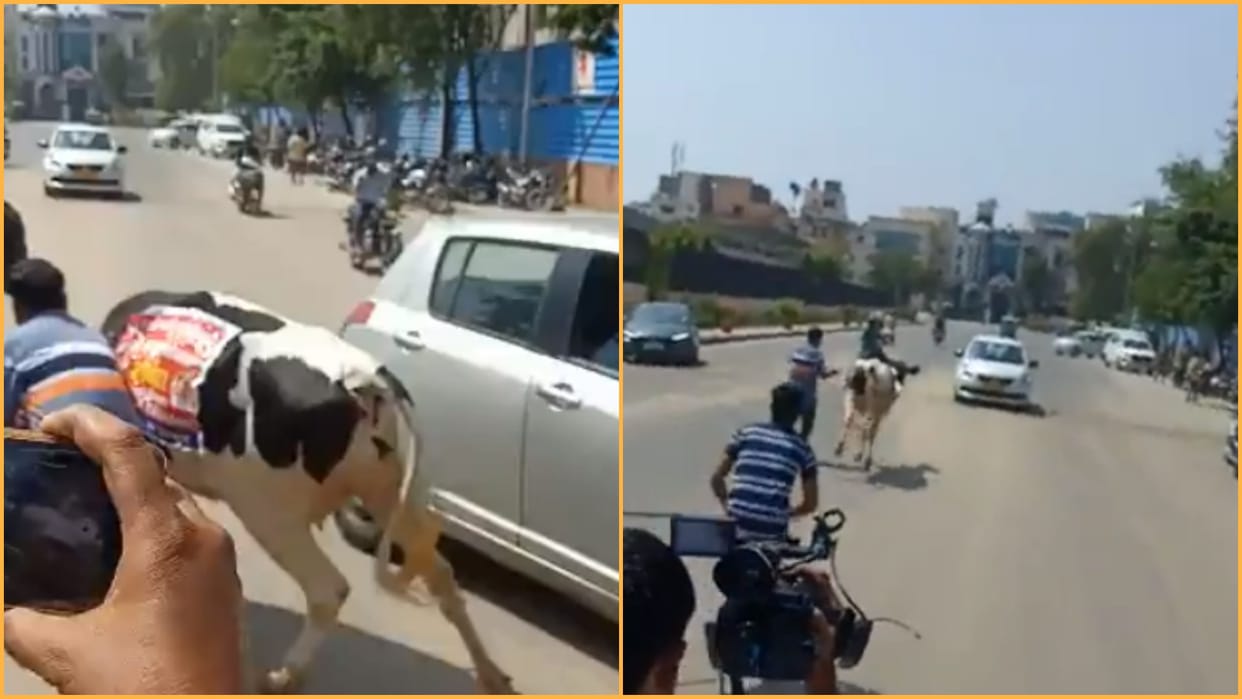 BJP MLA Suresh Rawat bring cow in Rajasthan Assembly