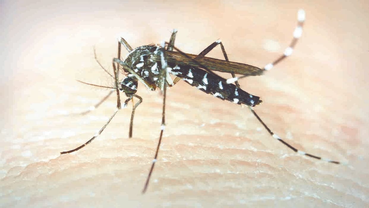 101 new dengue cases reported in Delhi in last one week
