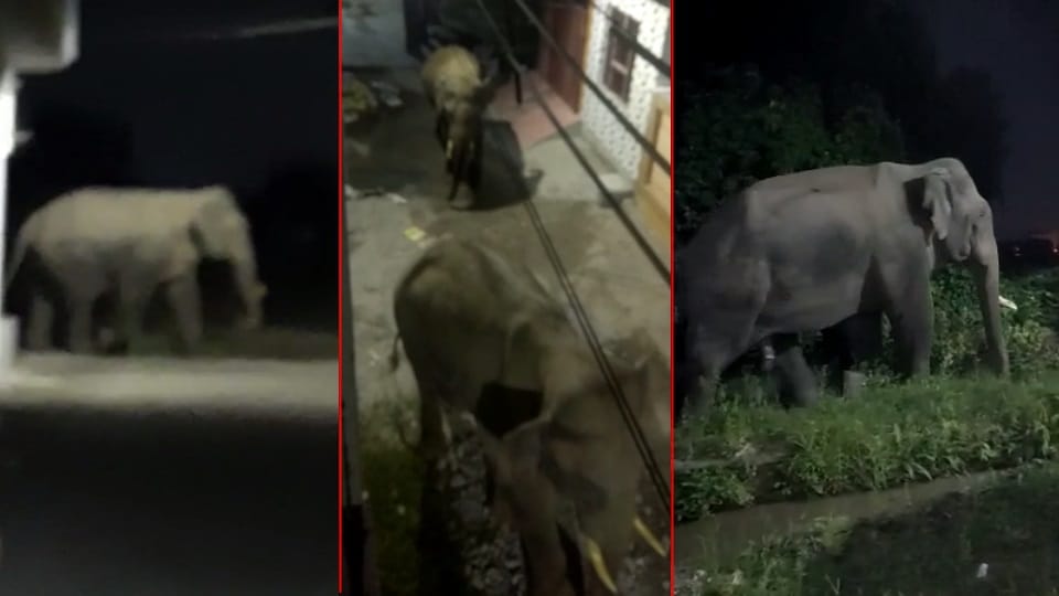 Haridwar News: Elephant Leopard and Crocodile roaming overnight in populated area