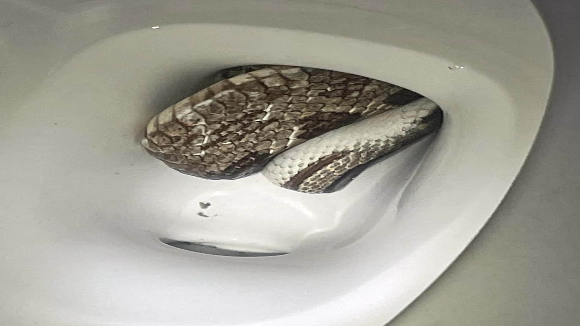Giant Grey Rat Snake Found In Toilet Seat Eufaula Alabama Police Department Shares Viral Images