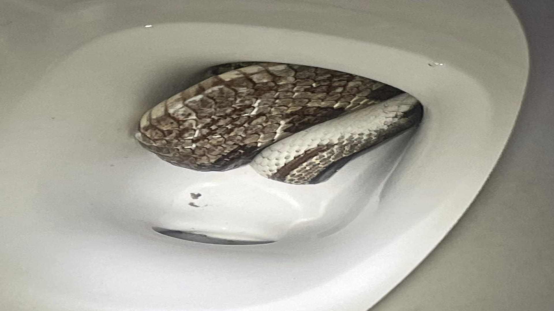 Giant Grey Rat Snake Found In Toilet Seat Eufaula Alabama Police Department Shares Viral Images
