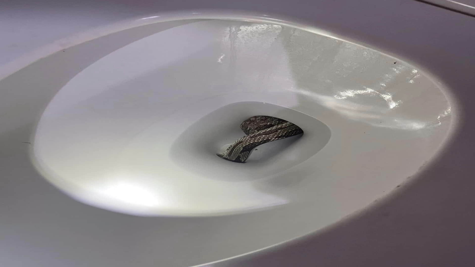 Giant Grey Rat Snake Found In Toilet Seat Eufaula Alabama Police Department Shares Viral Images