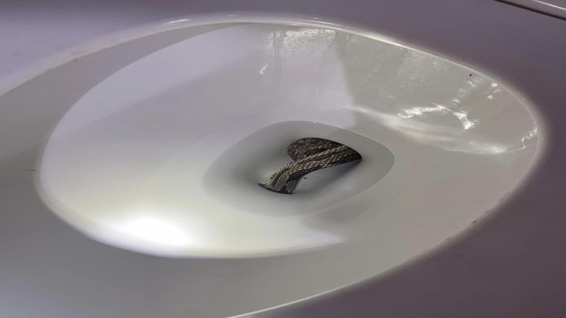 Giant Grey Rat Snake Found In Toilet Seat Eufaula Alabama Police Department Shares Viral Images