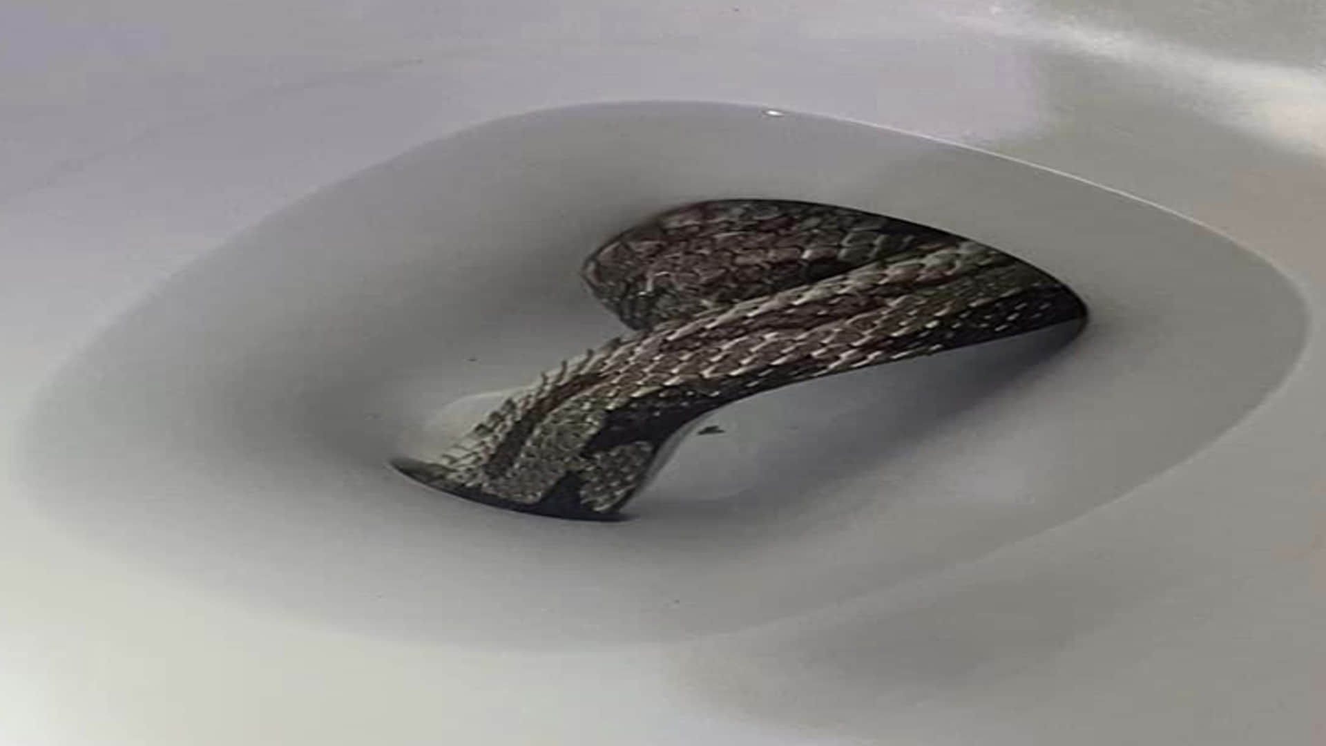 Giant Grey Rat Snake Found In Toilet Seat Eufaula Alabama Police Department Shares Viral Images