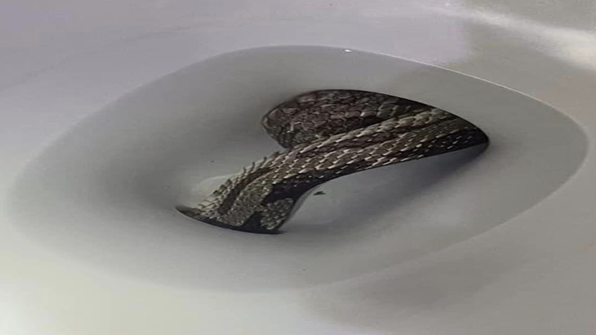 Giant Grey Rat Snake Found In Toilet Seat Eufaula Alabama Police Department Shares Viral Images