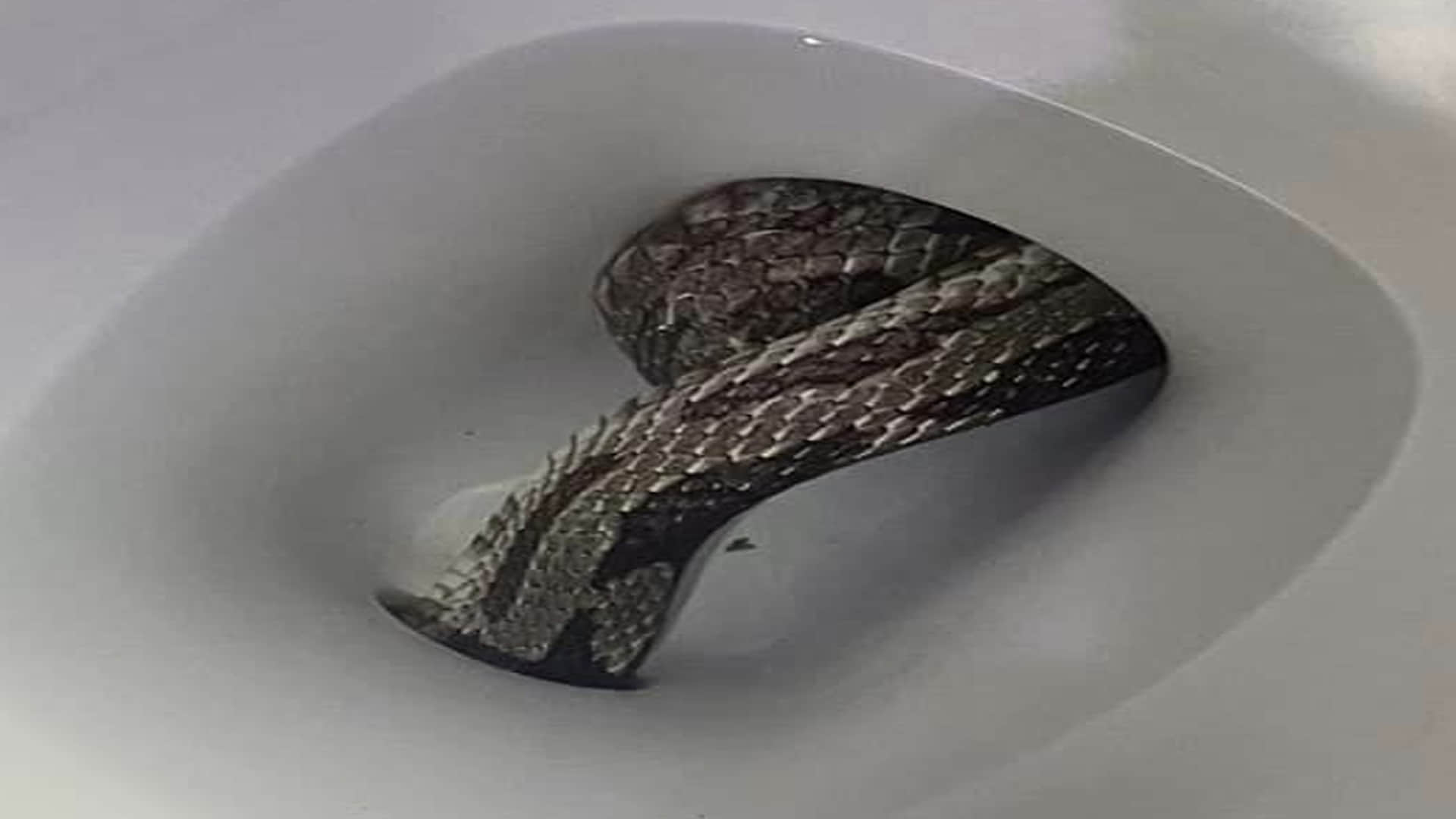 Giant Grey Rat Snake Found In Toilet Seat Eufaula Alabama Police Department Shares Viral Images