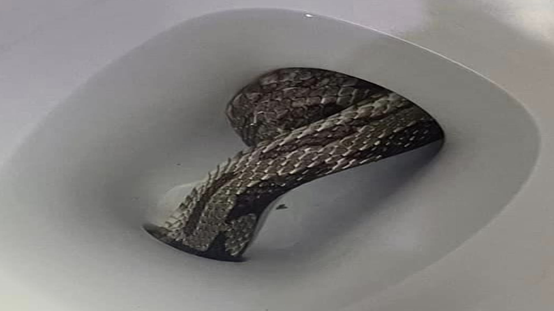 Giant Grey Rat Snake Found In Toilet Seat Eufaula Alabama Police Department Shares Viral Images