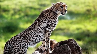 Government alerted by deaths: Preparation to shift cheetahs to Gandisagar and Nauradehi sanctuary, CM took mee