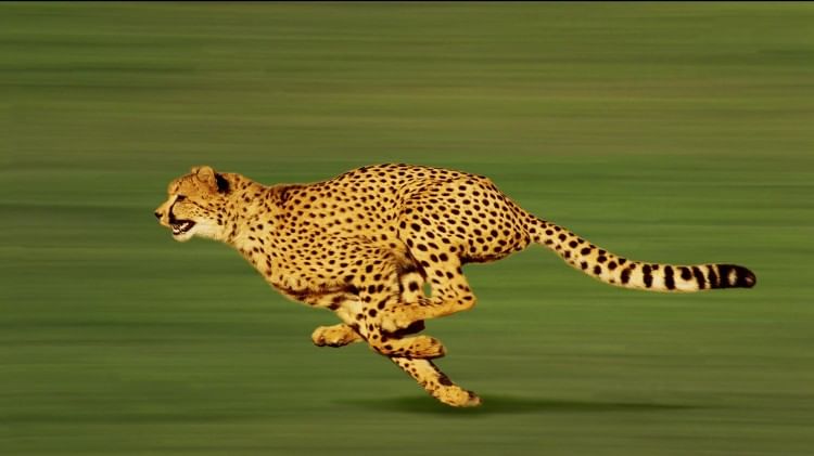 Cheetah Interesting Facts:एक मिनट में शिकार कर लेता है चीता, जानिए इससे