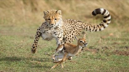 Cheetah in Shivpuri: नामीबियाई चीते को रास आ रहा है माधव नेशनल पार्क, ओबान ने दो हिरणों का किया शिकार Cheetah in Shivpuri: Namibian cheetah is liking Madhav National Park, Oban hunted two deer