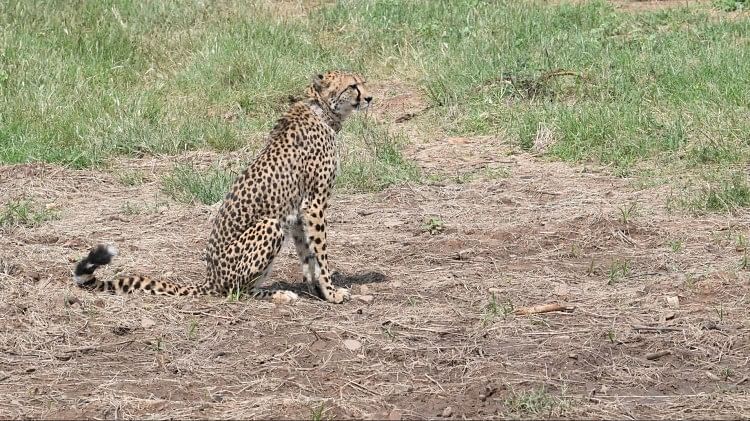 Cheetah: कूनो पार्क में चार चीतों में हुई लड़ाई, दक्षिण अफ्रीका से लाया गया अग्नि घायल; जानें कैसी है हालत